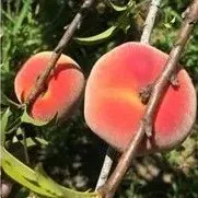 thumbnail for publication: Organic Peach Production in Florida
